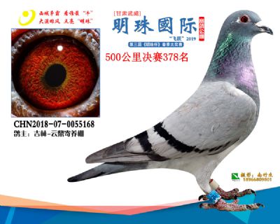2019武威明珠378