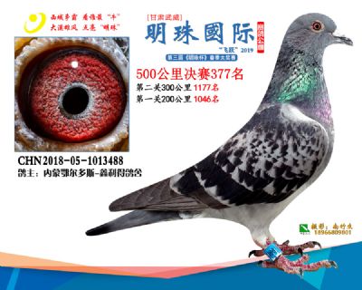 2019武威明珠377