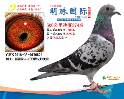 2019武威明珠374