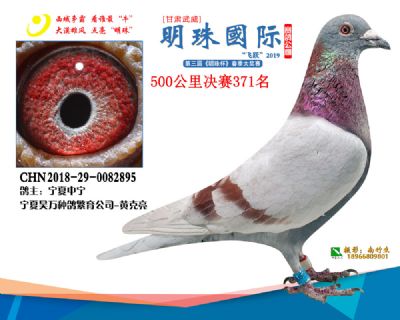 2019武威明珠371