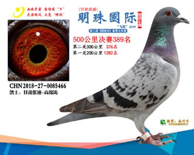 2019武威明珠389