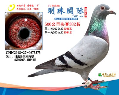2019武威明珠382