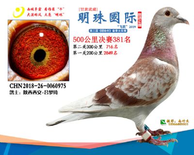 2019武威明珠381