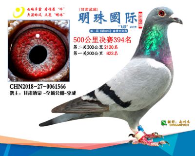 2019武威明珠394