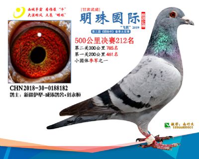 2019武威明珠212