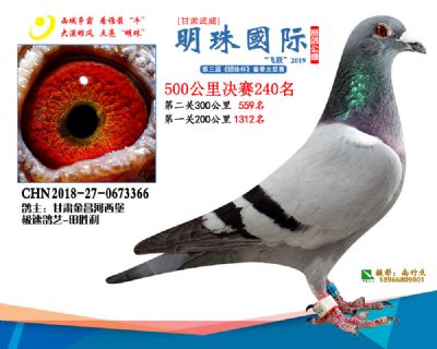 2019武威明珠240