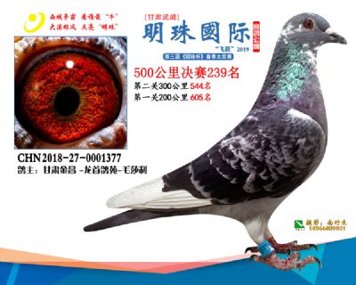 2019武威明珠239
