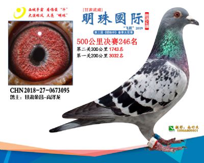 2019武威明珠246