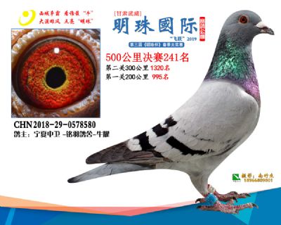 2019武威明珠241