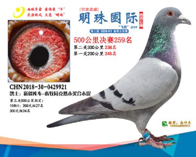 2019武威明珠259