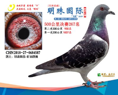 2019武威明珠267