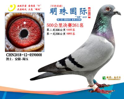 2019武威明珠261
