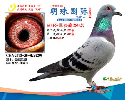 2019武威明珠289