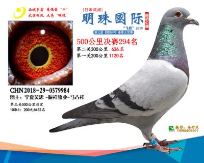 2019武威明珠294