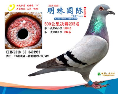 2019武威明珠293
