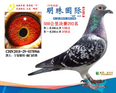 2019武威明珠292