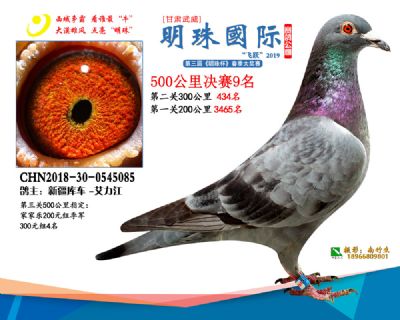 2019武威明珠9