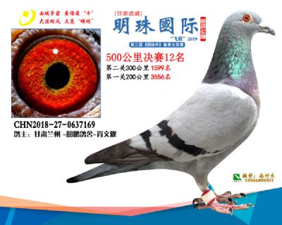 2019武威明珠12