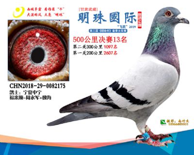 2019武威明珠13
