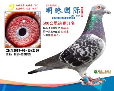 2019武威明珠31