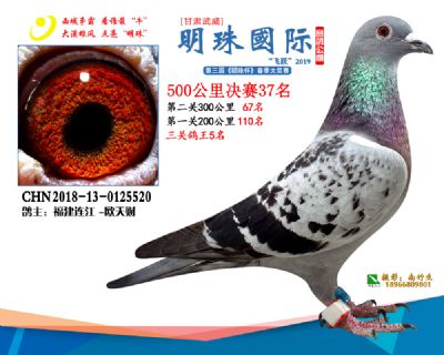 2019武威明珠37