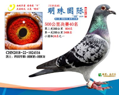 2019武威明珠40