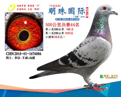 2019武威明珠44