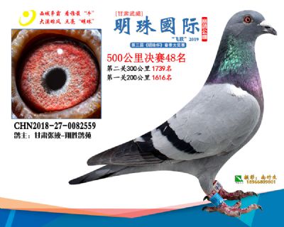 2019武威明珠48
