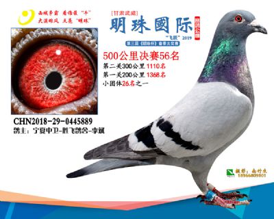 2019武威明珠56