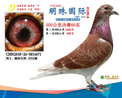 2019武威明珠60
