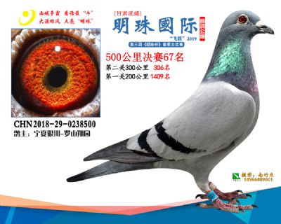 2019武威明珠67