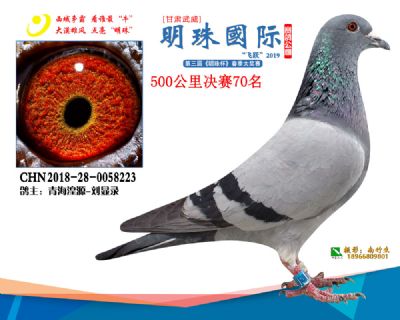 2019武威明珠70