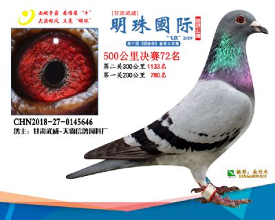 2019武威明珠72