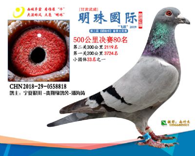 2019武威明珠80