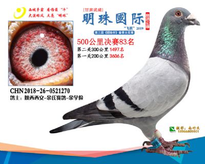 2019武威明珠83