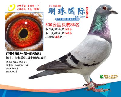 2019武威明珠86