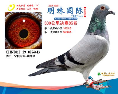 2019武威明珠85