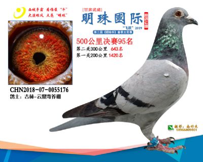 2019武威明珠95
