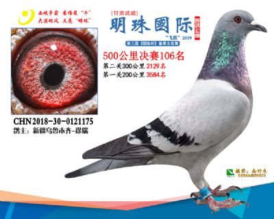 2019武威明珠106
