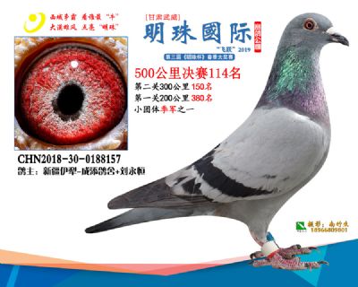 2019武威明珠114