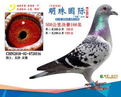 2019武威明珠186