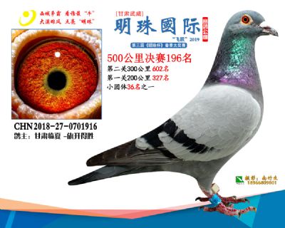 2019武威明珠196