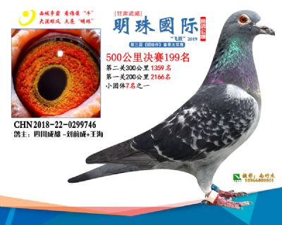 2019武威明珠199
