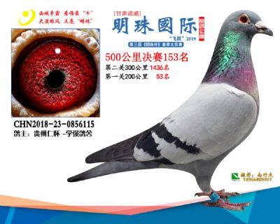 2019武威明珠153