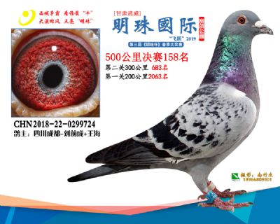 2019武威明珠158