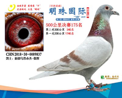 2019武威明珠175