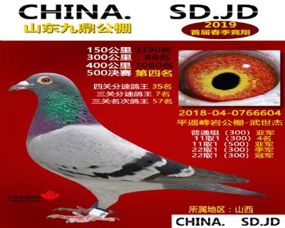 山东九鼎决赛4名