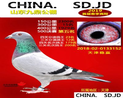 山东九鼎决赛5名