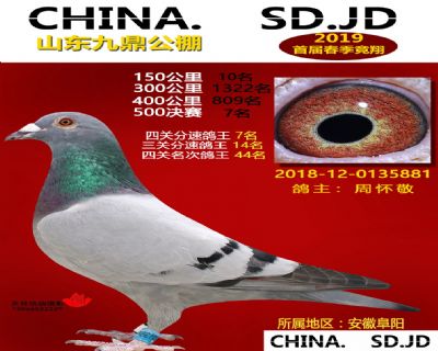 山东九鼎决赛7名