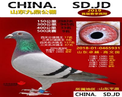 山东九鼎决赛9名